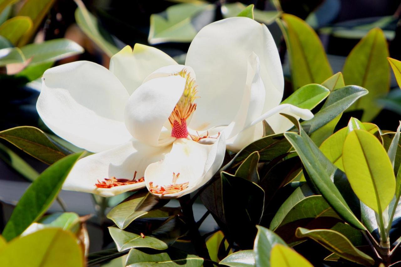 Pousada Villa Magnolia São João del Rei Exterior foto